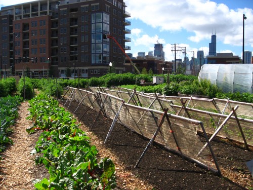 Chicago. Urban farming.
