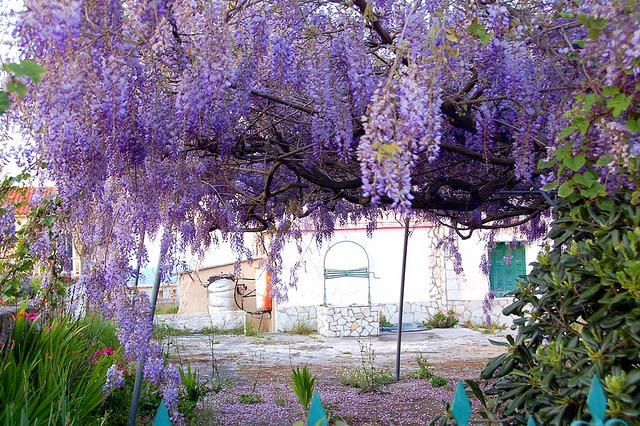 Wisteria, fot. flickr.com, Robert Wallace, CC BY-NC-ND 2.0