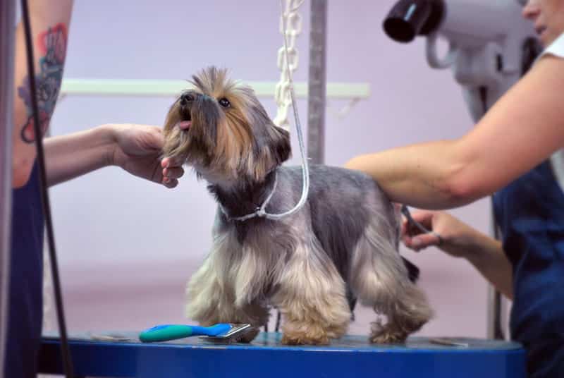 Jak zostać psim fryzjerem groomer psi fryzjer